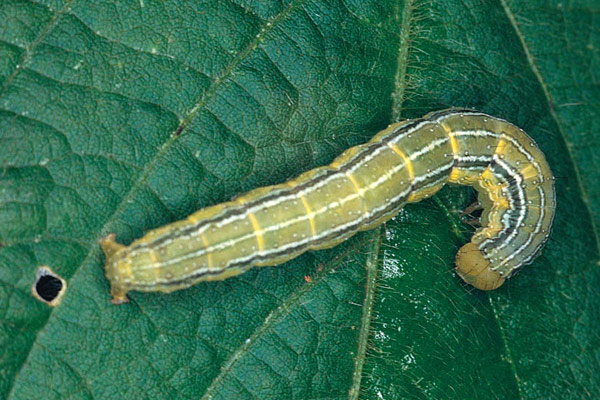 Imagen de Oruga de las leguminosas (Anticarsia gemmatalis)