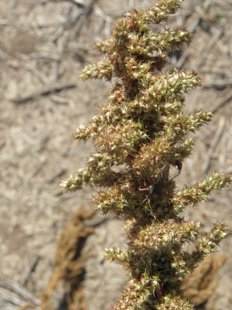 Inflorescencia de Yuyo colorado 
(Amaranthus hybridus)