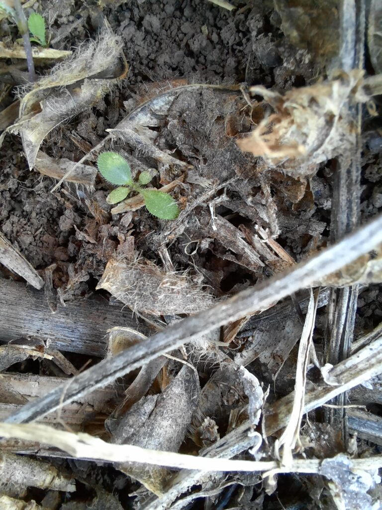 Plántula de Rama negra
(Conyza bonariensis)