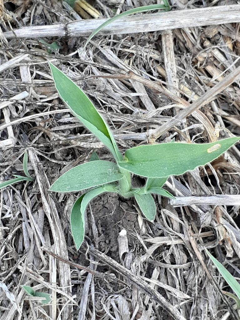 Plántula de Pasto cuaresma 
(Digitaria sanguinalis)