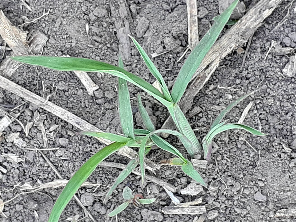 Plantas de Capín - Echinochloa colona