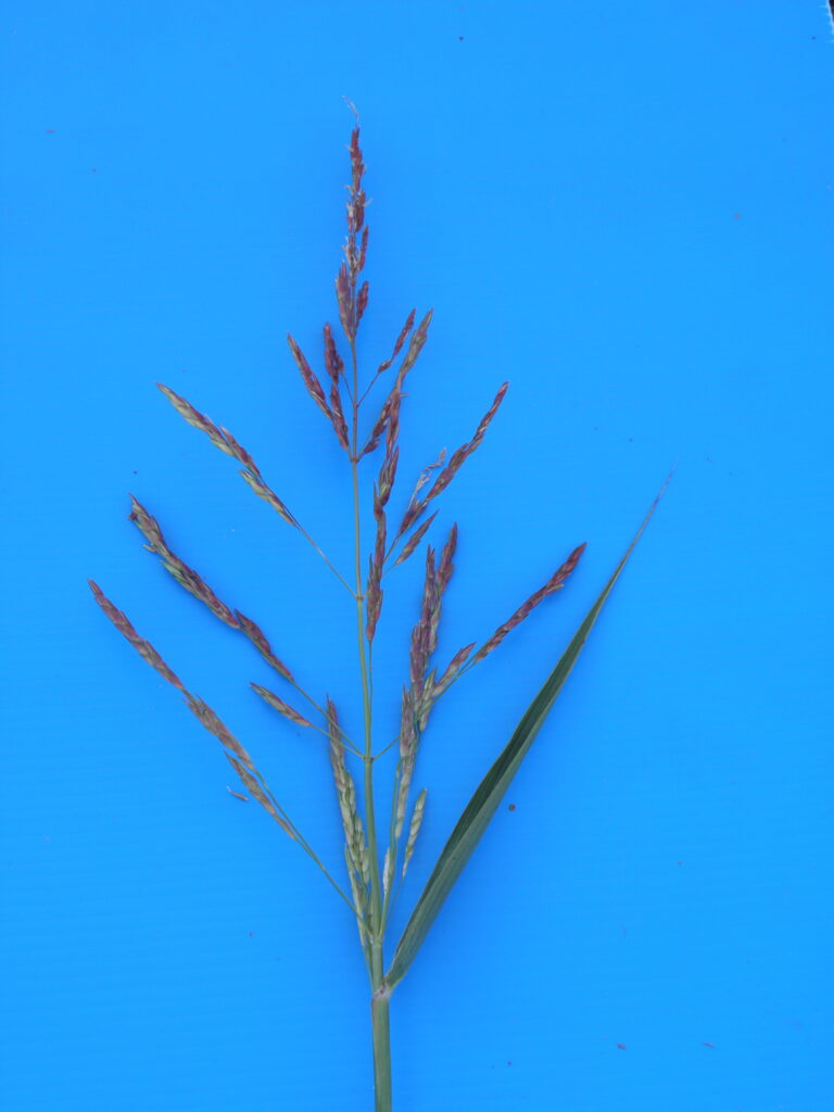 Inflorescencia de Sorgo de Alepo
(Sorghum halepense)