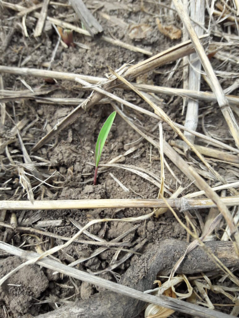 Plántula de Sorgo de Alepo