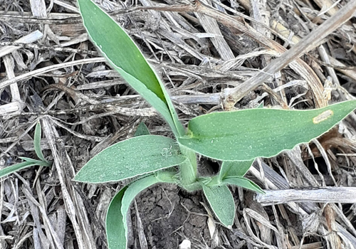 Imagen de Pasto cuaresma (Digitaria sanguinalis)