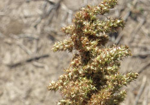 Imagen de Yuyo colorado (Amaranthus hybridus)