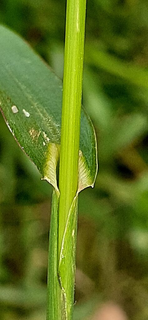 Hoja de capín arroz - echinochloa crus-galli