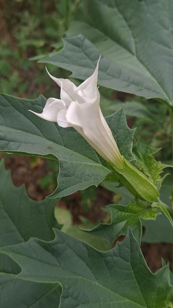 Chamico CHAMICO - DATURA FEROX