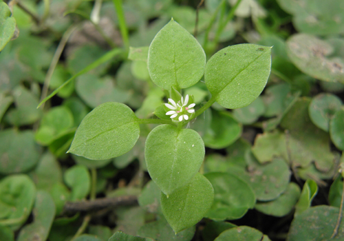 Imagen de capiquí - stellaria media