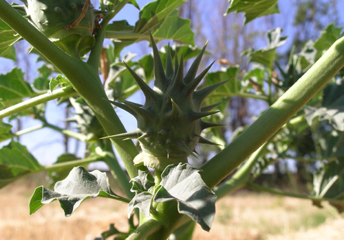 Imagen de Chamico - Datura ferox