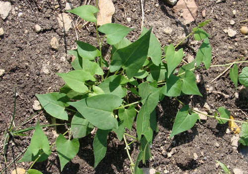 Imagen de Enredadera anual (Polygonum convolvulus)