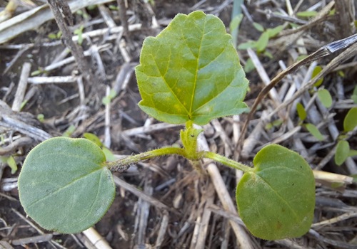 Imagen de Malva cimarrona (Anoda cristata)