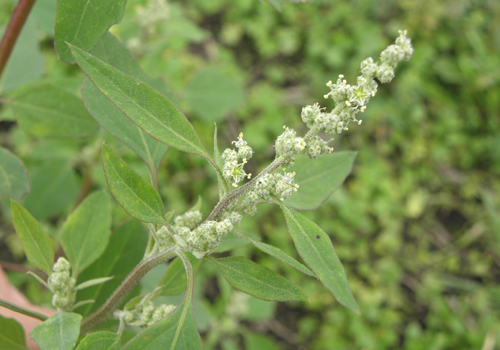 Imagen de Quinoa blanca (Chenopodium album)