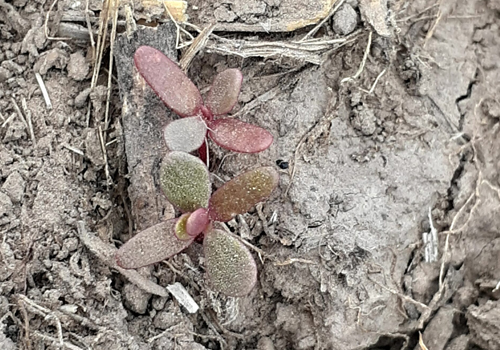 Imagen de Verdolaga (Portulaca oleracea)