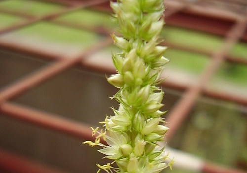 Imagen de Yuyo colorado (Amaranthus palmeri)