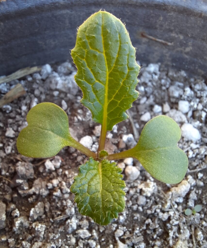 Semi Di Rapa Teltow (Brassica Rapa) - 500 Semi | Varietà Antica Tedesca Da Caramellare, Ortaggi Rari Da Giardino, Semi Non OGM
