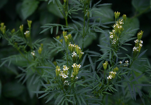 Imagen de Chinchilla - Tagetes minuta