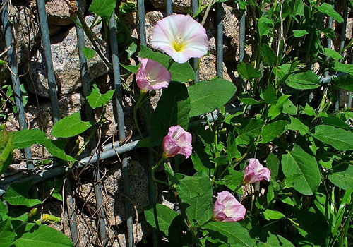 Imagen de Corregüela - Convolvulus arvensis