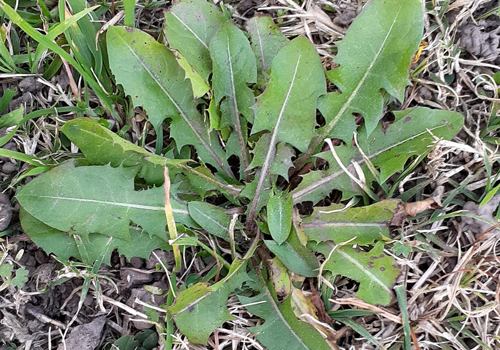 Imagen de Diente de león - Taraxacum officinale