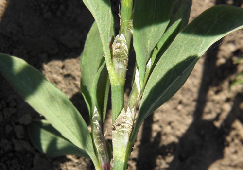 Imagen de Enredadera (Polygonum aviculare)