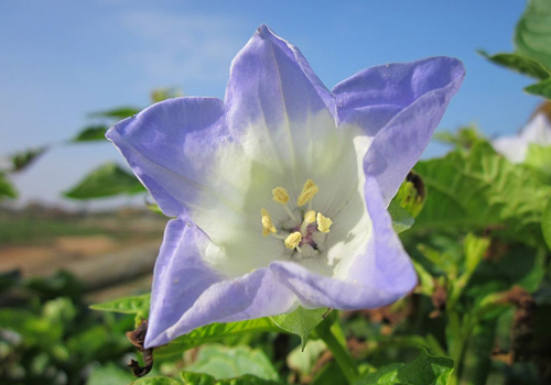 Imagen de Farolito (Nicandra physalodes)