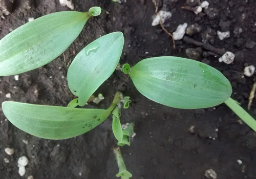 Imagen de Flor de Santa Lucía (Commelina erecta)