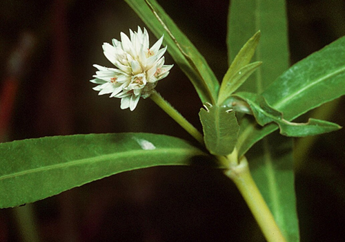 Imagen de Lagunilla (Alternanthera philoxeroides)