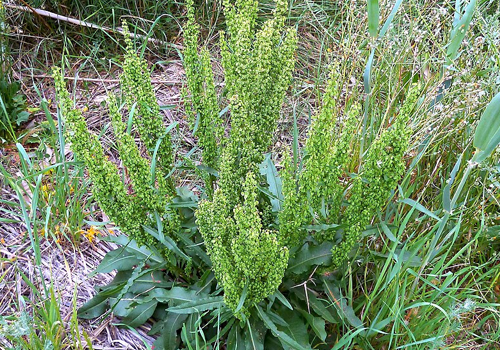 Imagen de Lengua de vaca (Rumex crispus)