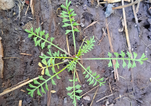 Imagen de Mastuerzo (Lepidium didymum)