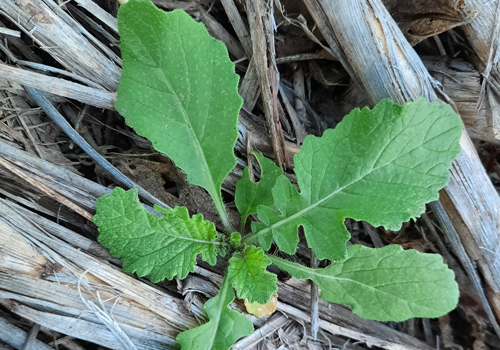 Imagen de Mostacilla (Rapistrum rugosum)