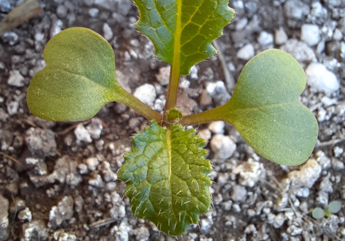 Imagen de Nabo (Brassica rapa)