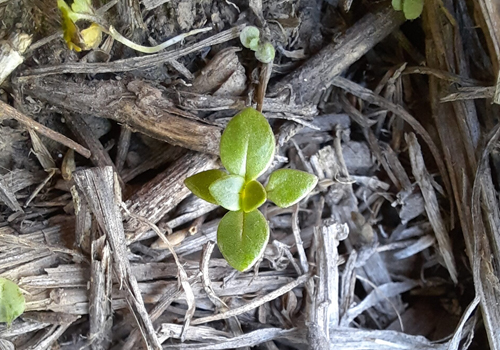 Imagen de No me olvides (Anagallis arvensis)