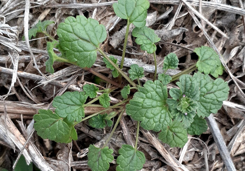 Imagen de Ortiga mansa (Lamium amplexicaule)