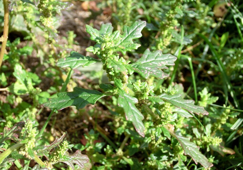 Imagen de Paiquito (Chenopodium pumilio)