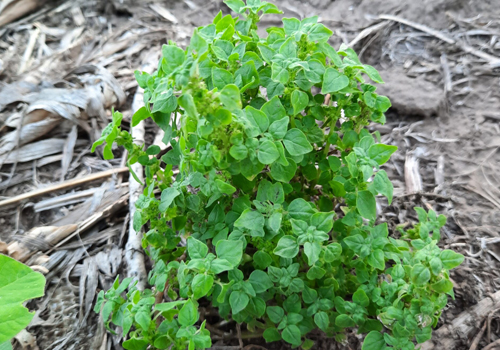 Imagen de Parietaria (Parietaria debilis)