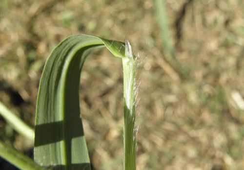 Imagen de Pasto amargo (Digitaria insularis)