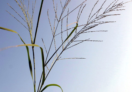 Imagen de Pasto moro (Leptochloa mucronata)