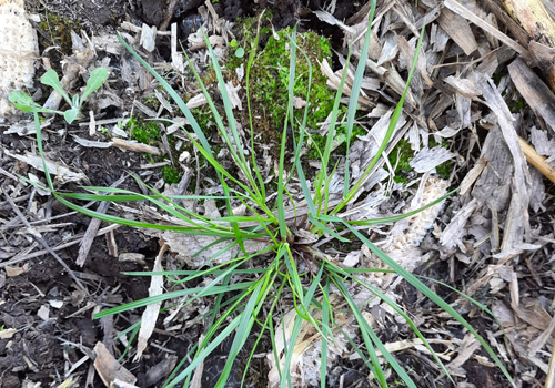 Imagen de Ryegrass (Lolium multiflorum)