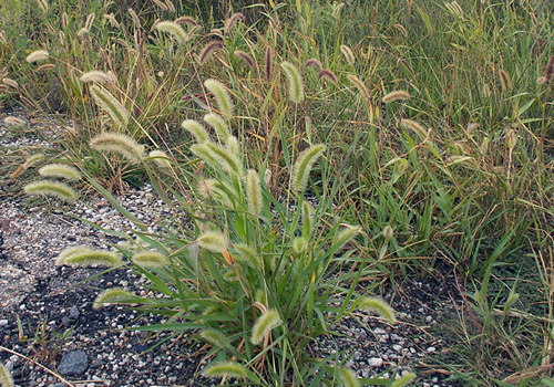 Imagen de Setaria (Setaria spp.)