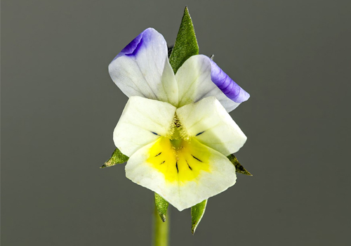 Imagen de Violeta silvestre (Viola arvensis)