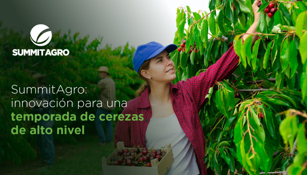 Summit Agro analiza el crecimiento del mercado de cerezas y sus desafíos junto a SmartCherry