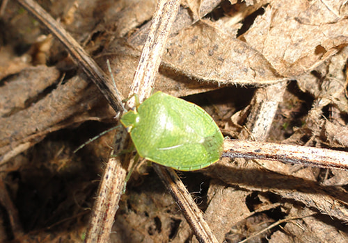 Chinche verde (Nezara viridula)