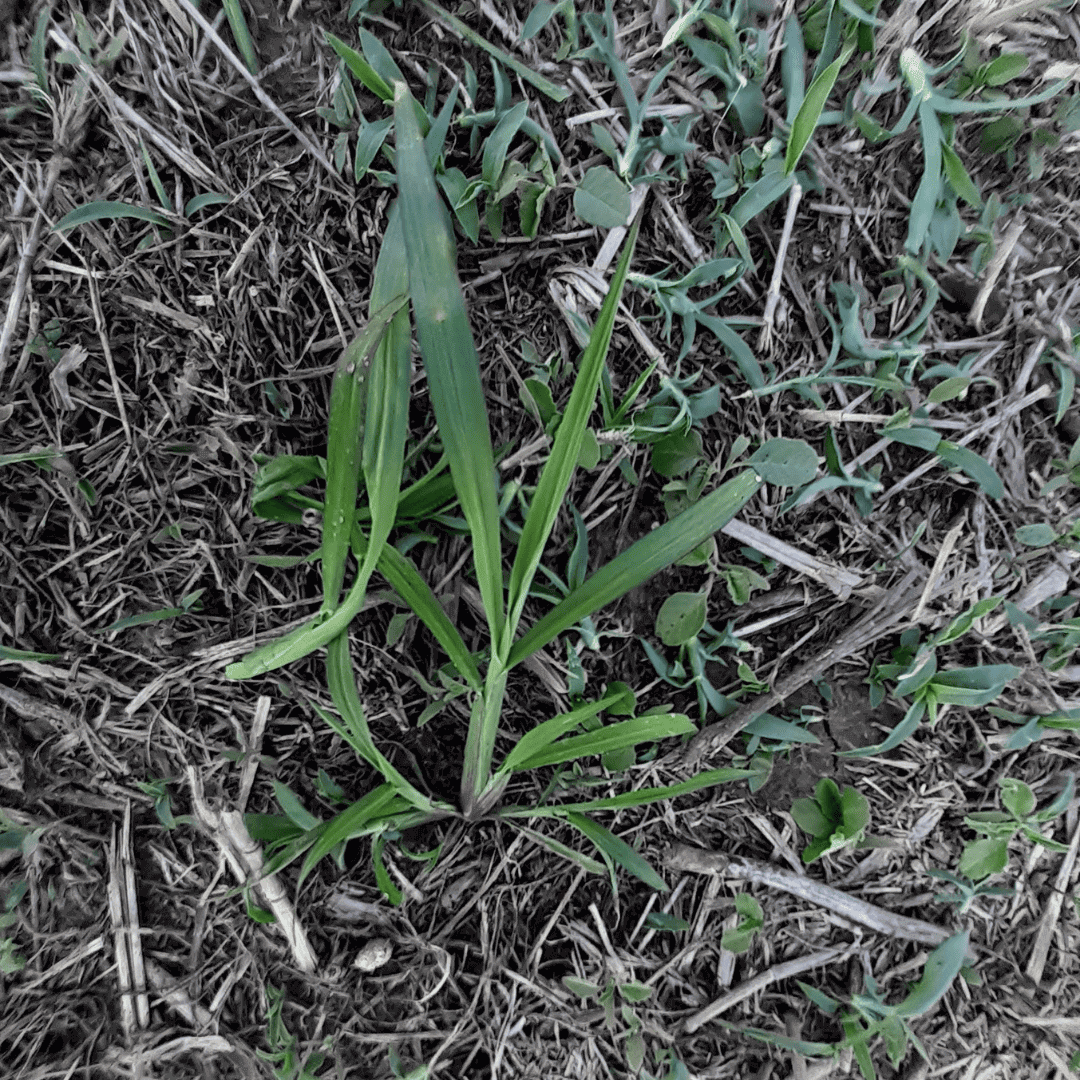 Echinochloa sp