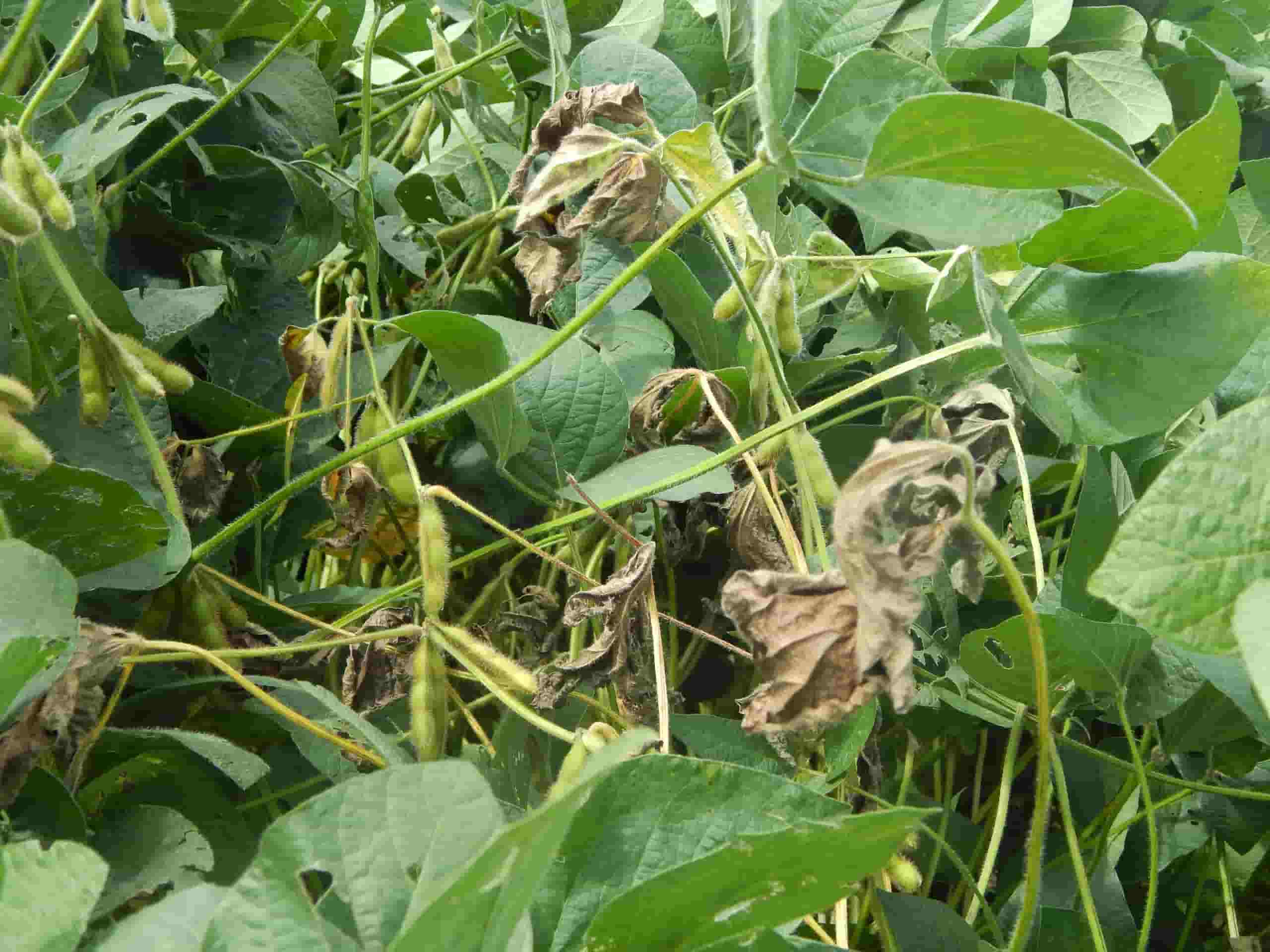 MANCHONES PLANTAS NECROSIS FOLIAR SCLEROTNIA
