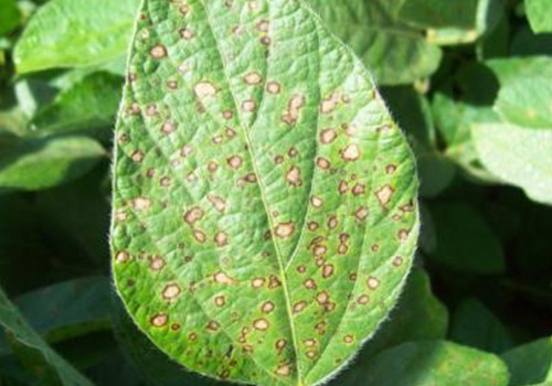 Mancha ojo de rana (Cercospora sojina)