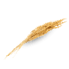 Arroz