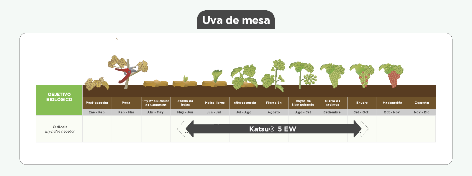 Plan Uva de mesa Katsu