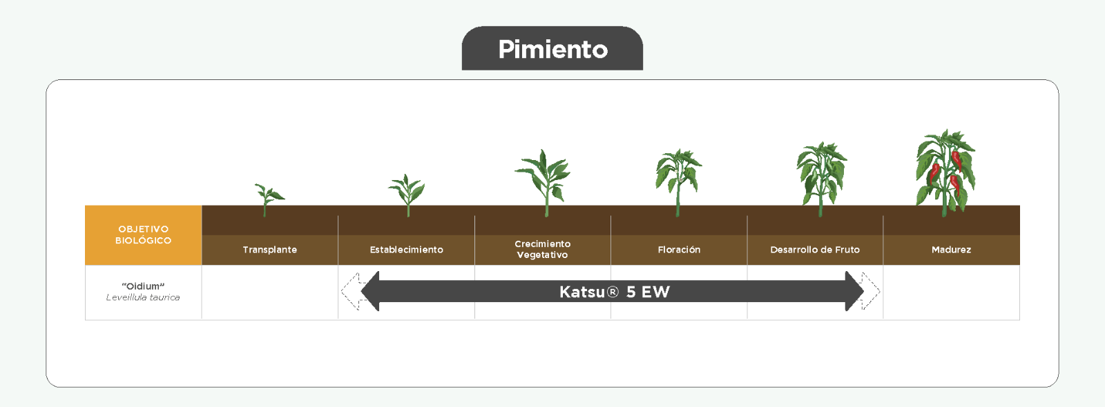 Aplicación Katsu en Pimiento