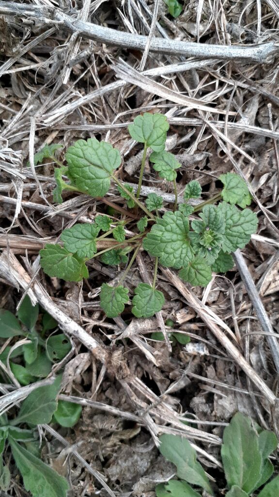 Vista de planta de Ortiga mansa 