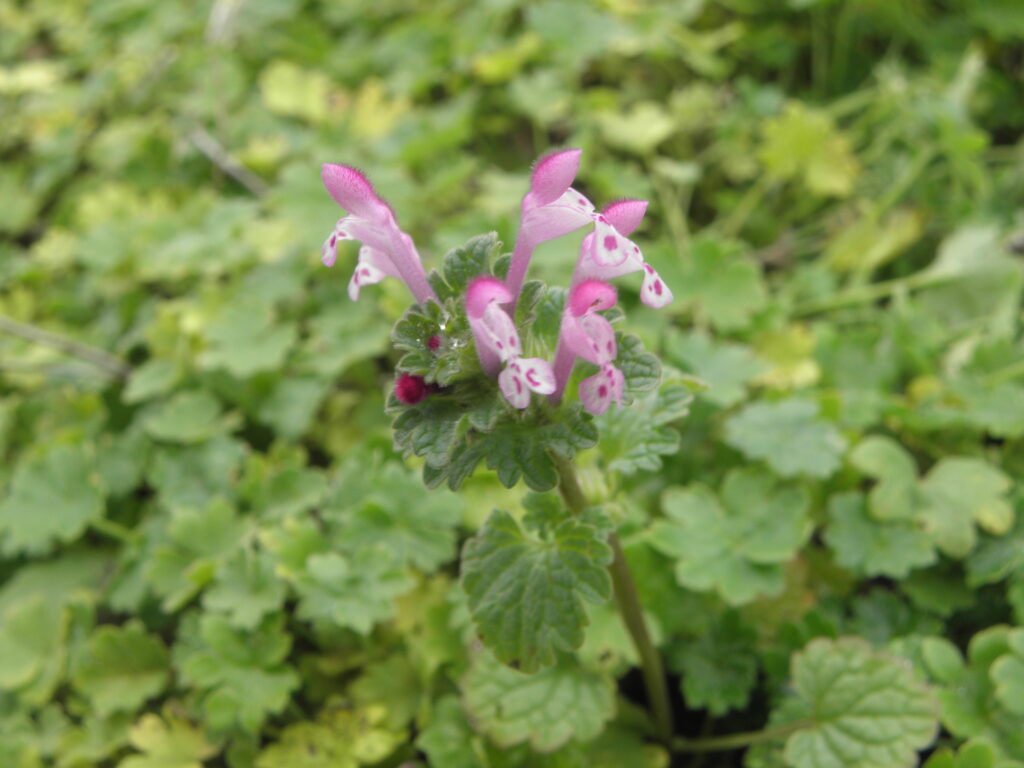 Flores de Ortiga mansa 
(Lamium amplexicaule)