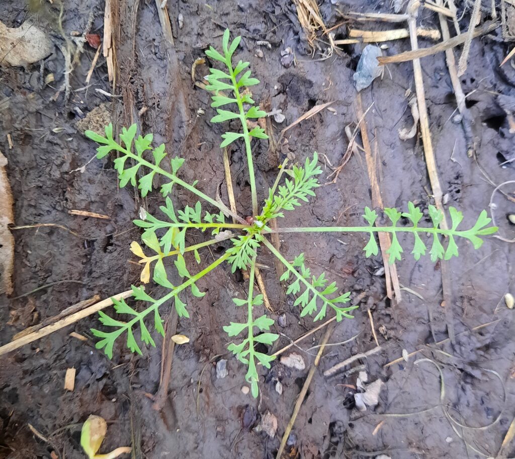 Planta de Mastuerzo 
(Lepidium didymum)